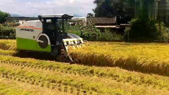 国产杂牌水稻收割机视频,高效便捷的田间利器