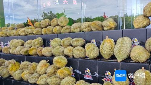 国产榴莲好吃么视频网站,视频网站带你品尝地道风味 第1张 国产榴莲好吃么视频网站,视频网站带你品尝地道风味 第1张