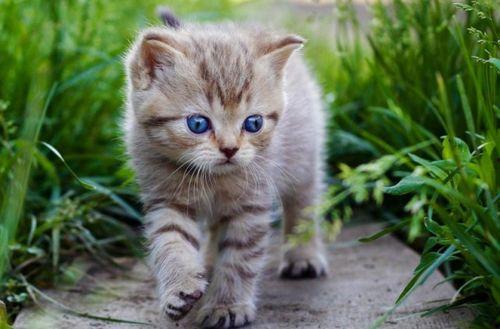 国产猫被毒害视频播放,网络曝光引发社会关注