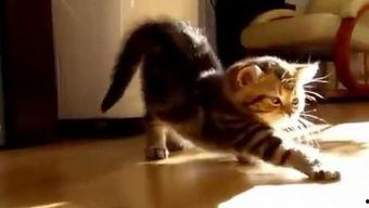 国产猫被毒害视频播放,网络曝光引发社会关注