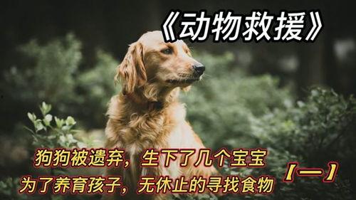 国产儿童小狗纪录片视频,国产纪录片中的温馨童年